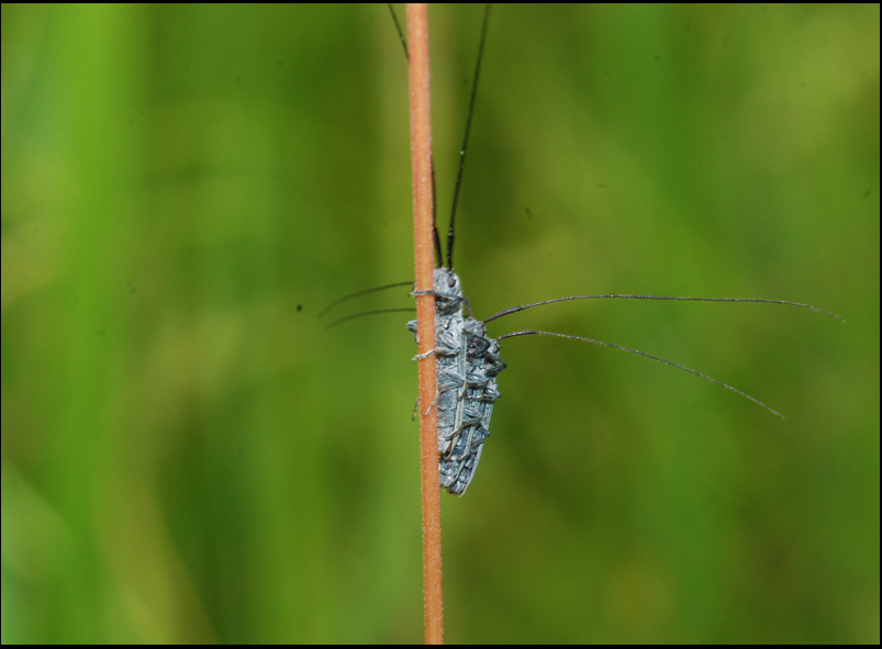 tutti insieme appassionatamente: Calamobius filum